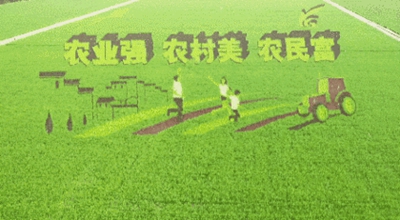 Amazing rice fields seen in Zhangjiagang