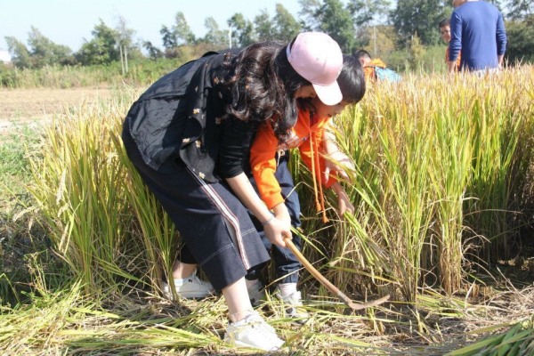 Changyinsha, ideal place for rural tourism in autumn