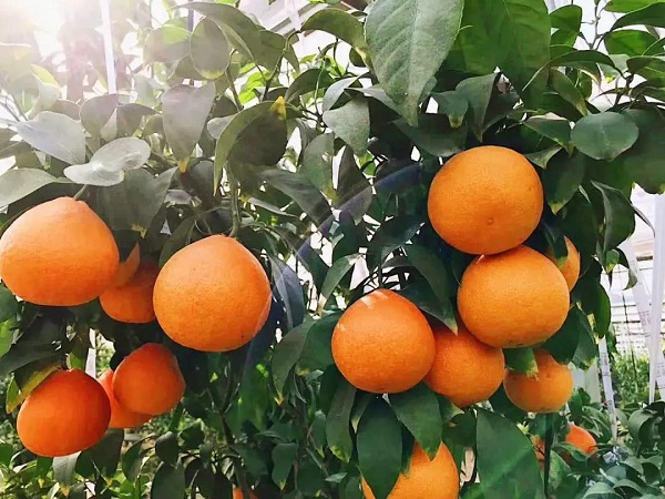 Zhangjiagang orange gains provincial recognition