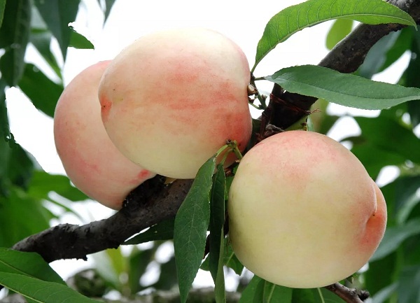 Zhangjiagang honey peach wins national recognition