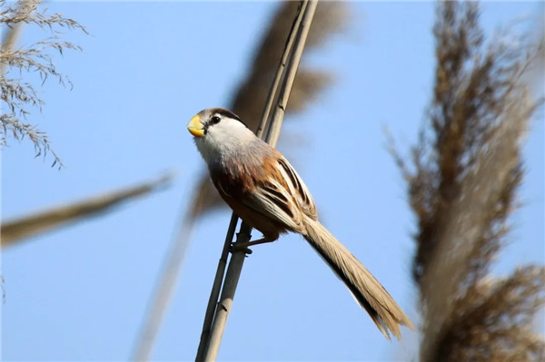 Endangered birds seen in Zhangjiagang