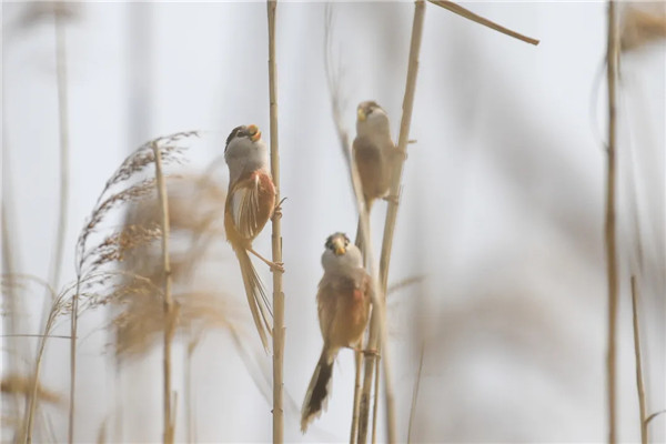Endangered birds seen in Zhangjiagang