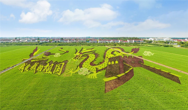 Picturesque rice fields seen in Zhangjiagang
