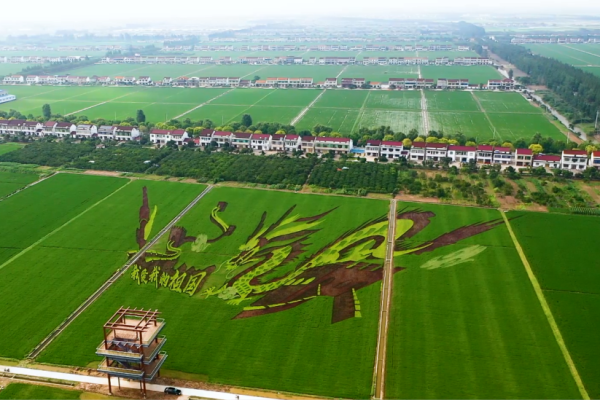 Picturesque rice fields seen in Zhangjiagang