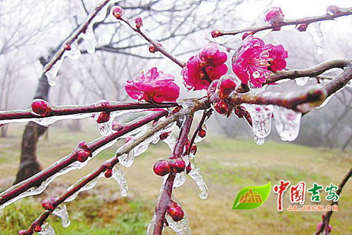 Icicles appear in Jinggang Mountain