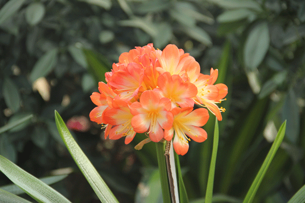 Changchun flower expo sees large number of visitors