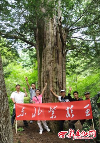 1,800-year-old Chinese yew found in Dunhua