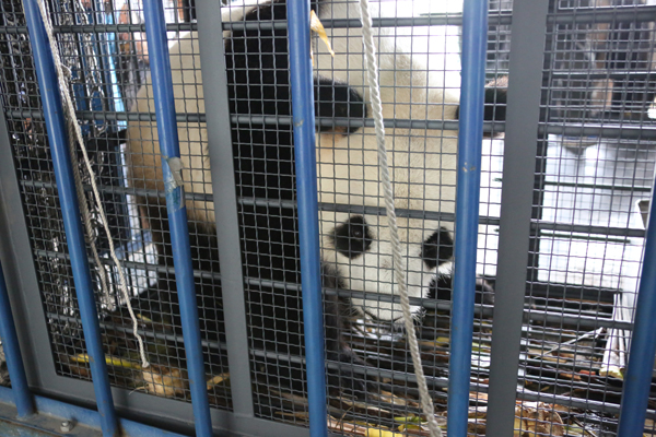 Airlifted Pandas arrive safely in NE China