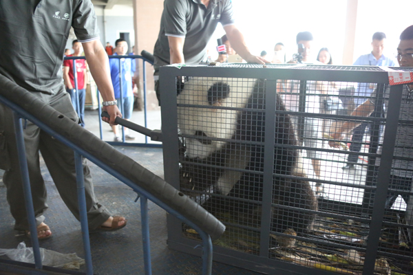 Airlifted Pandas arrive safely in NE China