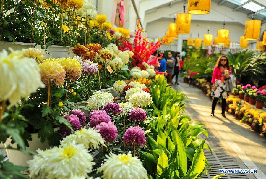 Autumn chrysanthemum show held in NE China