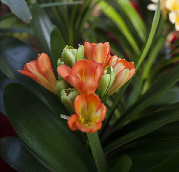 Changchun’s clivia flowers attract tourists