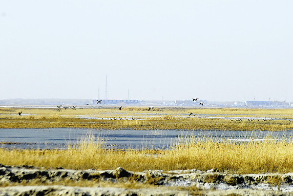 NE China welcomes migratory birds