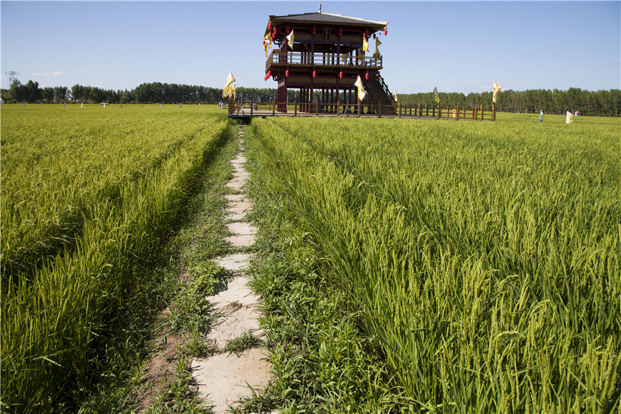 Rice paddy themed park reveals beauty of nature