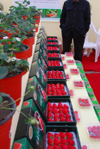 6th China (Dandong Donggang) Strawberry Cultural Festival inaugurated