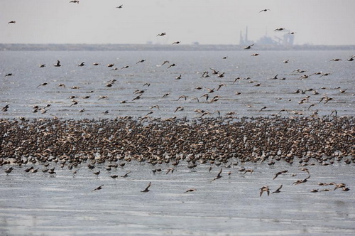 Migratory birds arrive at the mouth of Yalu River