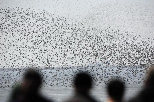 Migratory birds arrive at the mouth of Yalu River