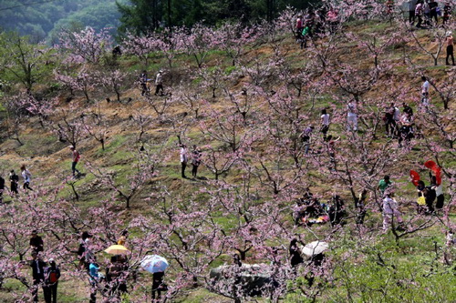 Peach blossoms in full bloom in Hekou
