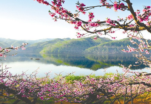 Peach blossoms in full bloom in Hekou