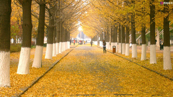 Dandong's beautiful scenery in autumn
