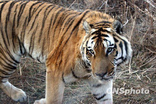 Tiger-bone liquor 'open secret' in zoo