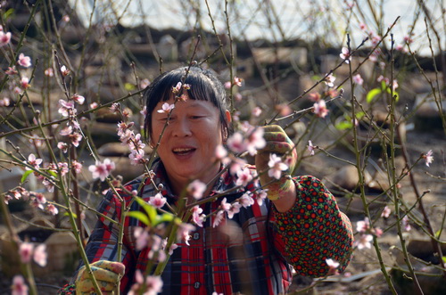 Shenyang spending big on modern agriculture this year