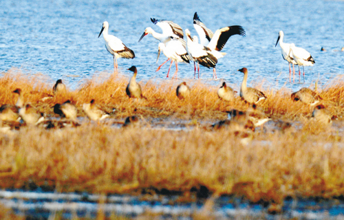 Wolong Lake sees large numbers of migratory birds