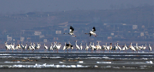 Siberian cranes arrive at Huanzidong National Wetland Park