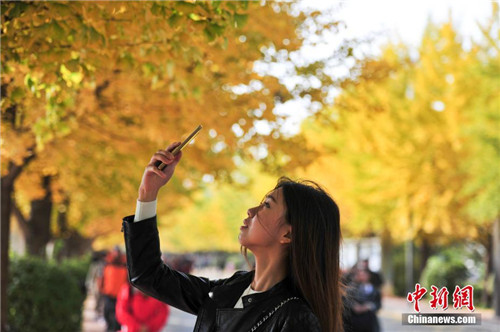 Gingko trees add autumn color at Shenyang university