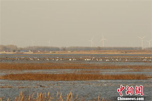 Huanzidong wetland park sees arrival of Siberian cranes