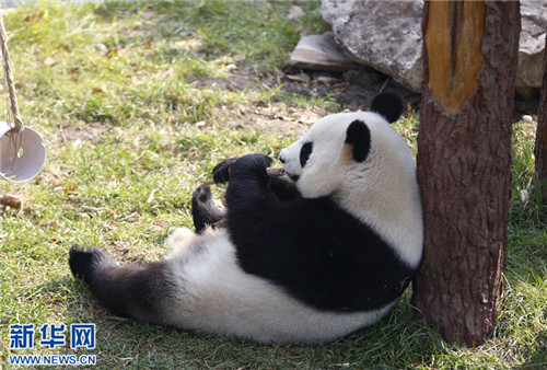 Giant pandas get used to life in Shenyang