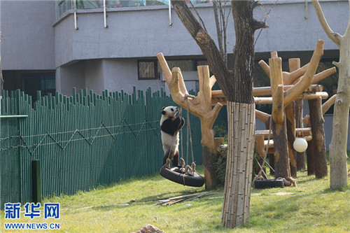 Giant pandas get used to life in Shenyang