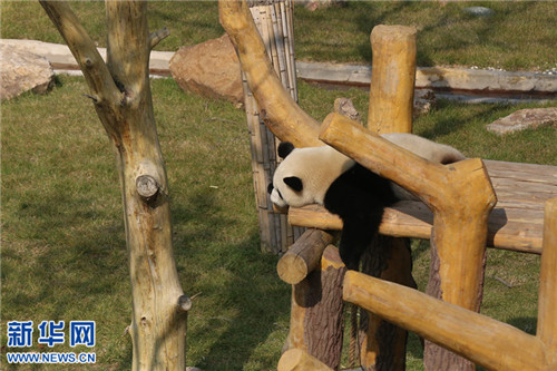 Giant pandas get used to life in Shenyang