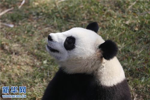 Giant pandas get used to life in Shenyang