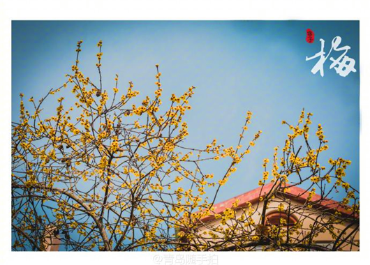 Blooming wintersweet perfumes Qingdao road