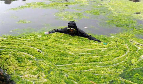 Qingdao seawater attacked by algae