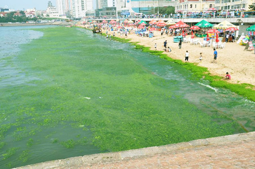 Green algae emerges off beaches in Qingdao