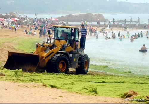 Green algae clears up in Qingdao