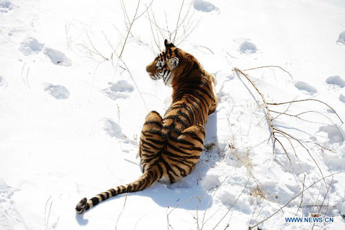 Siberian tigers tread on snow in Qingdao