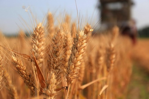 Busy harvest before coming rainfall