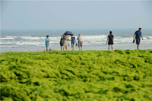Green algae covers E China beach after Soulik
