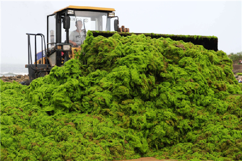 Green algae covers E China beach after Soulik
