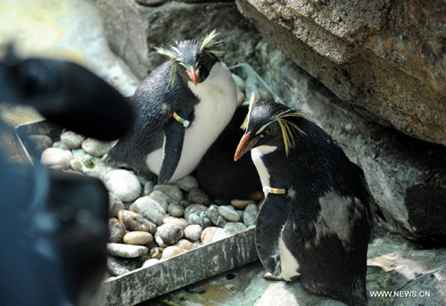 Cute baby rockhopper penguin in Qingdao