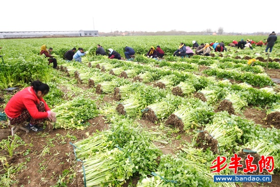 Pingdu county to establish national-level protected farm produce demonstration area