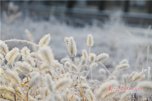 Rime creates a wonderful winter scene in Qingdao