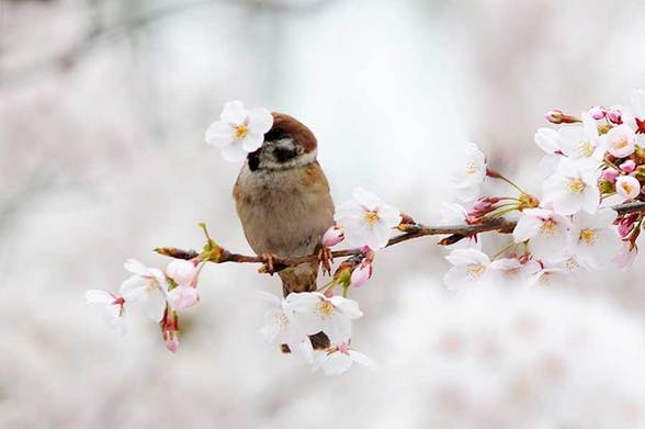 Cherry blossoms a big hit for birds in Qingdao city