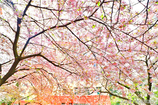 Cherry blossoms turn secluded path into attraction site