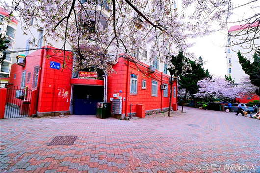 Cherry blossoms turn secluded path into attraction site