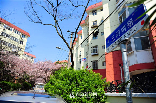 Cherry blossoms turn secluded path into attraction site