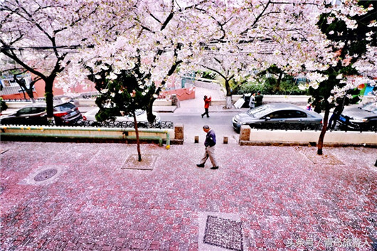 Cherry blossoms turn secluded path into attraction site