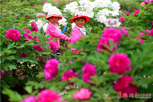 Blooming peonies attract tourists in Qingdao